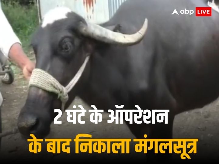 buffalo-gulps-gold-mangalsutra:-भैंस-निगल-गई-2-लाख-का-सोना,-डॉक्टर-ने-पेट-काटकर-निकाला,-60-टांके-लगाए