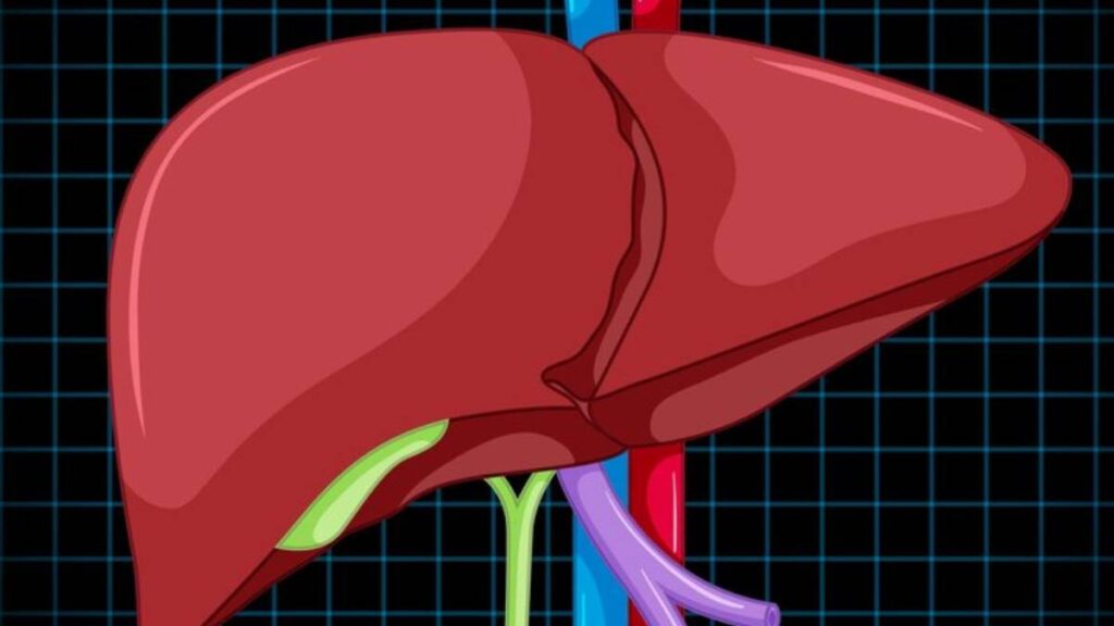 world-liver-day-2024:-खाने-की-ऐसी-कौन-सी-चीज-है-जो-लिवर-को-सबसे-ज्यादा-पहुंचाती-है-नुकसान,-आज-से-ही-छोड़-दें