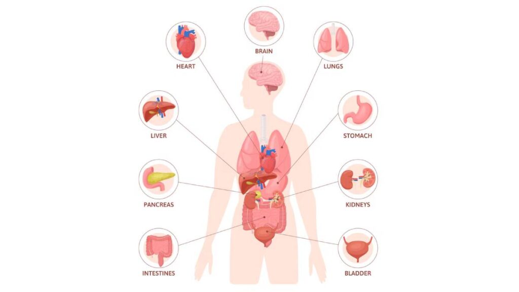 multiple-organ-फेलियर-में-सबसे-पहले-कौन-सा-अंग-हो-जाता-है-बेकार?-समझ-लीजिए-पूरी-क्रोनोलॉजी