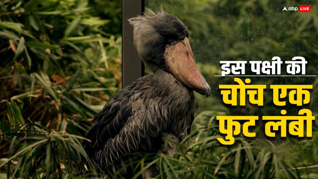 shoebill-bird:-एक-फुट-से-ज्यादा-लंबी-है-इस-पक्षी-की-चोंच,-शिकार-करने-में-सबसे-आगे