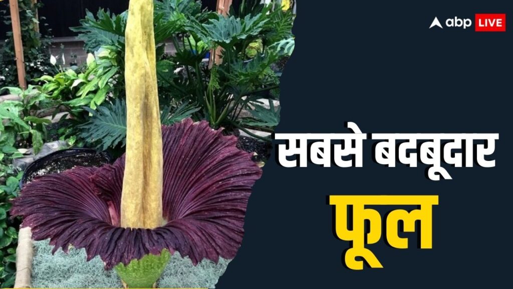 titan-penis-flower:-ये-है-दुनिया-का-सबसे-बदबूदार-फूल,-90-किलो-का-ये-फूल-कई-सालों-में-खिलता-है-एक-बार